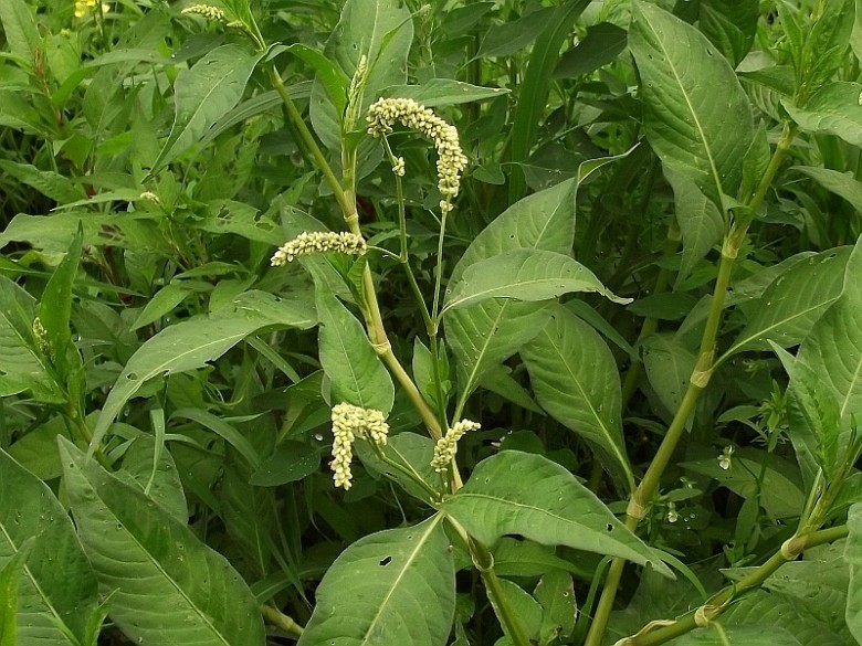 Hình ảnh cây Nghể