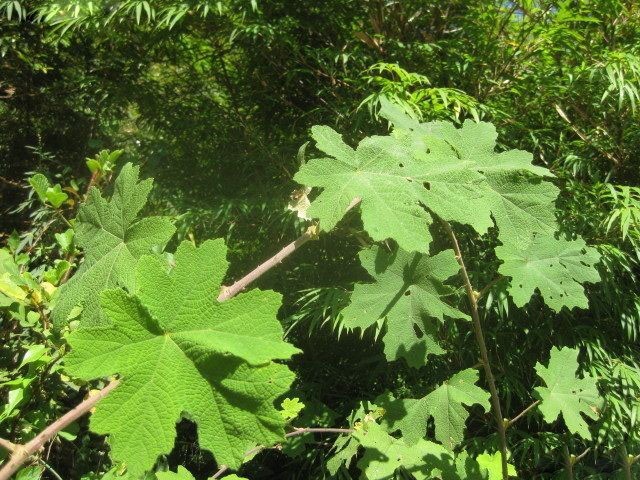 Hình ảnh cây Ngấy nhiều lá bắc