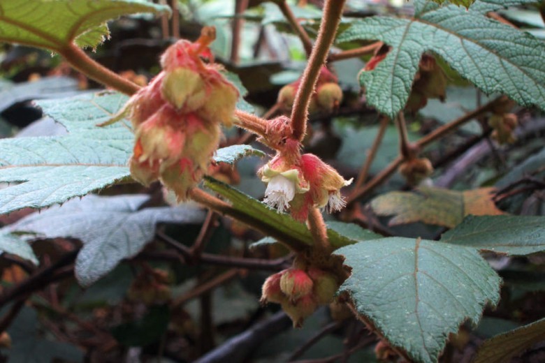 Hình ảnh cây Ngấy lông gỉ