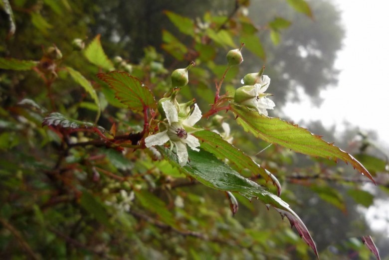 Hình ảnh cây Ngấy ba hoa