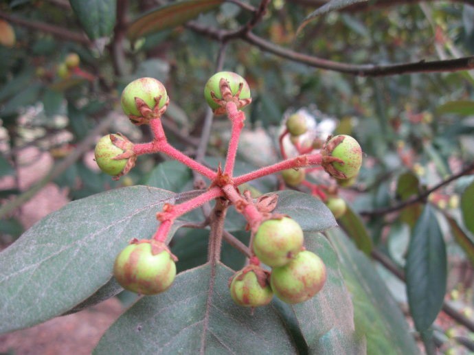 Hình ảnh quả cây Kháo lông nhung