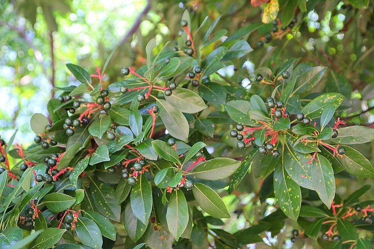 Hình ảnh quả cây Kháo vàng bông