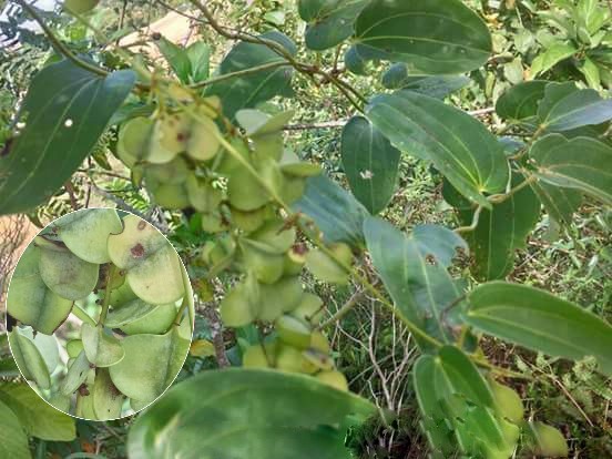 Hình ảnh cây Khoai rạng