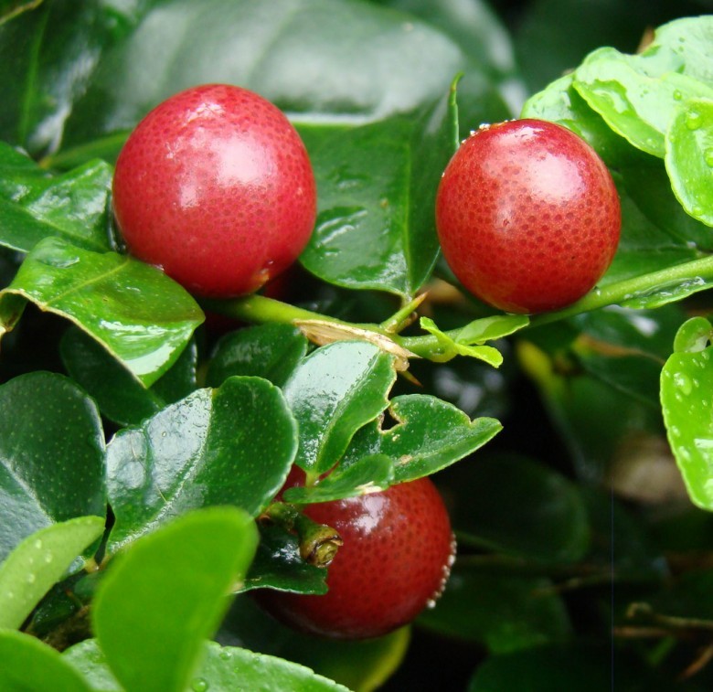 Hình ảnh quả cây Kim quất