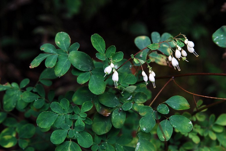 Hình ảnh hoa cây Khứu tiết thả