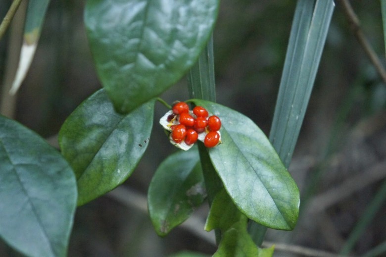 Hình ảnh cây Khuy áo nhẵn