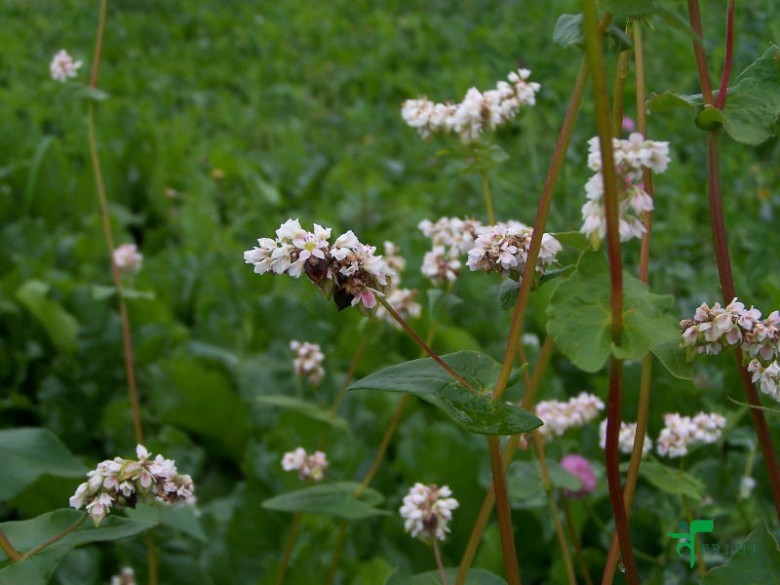 Hình ảnh cây Kiều mạch