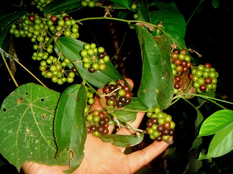 Hình ảnh quả cây Kim cang lá bắc