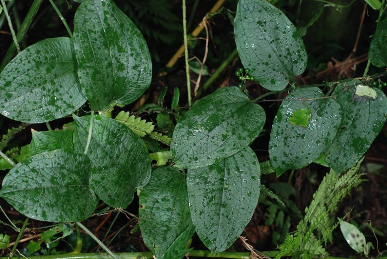 Hình ảnh lá, cây Kim cang lá mỏng