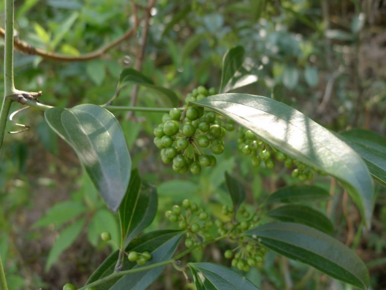 Hình ảnh cây Kim cang lá thuôn