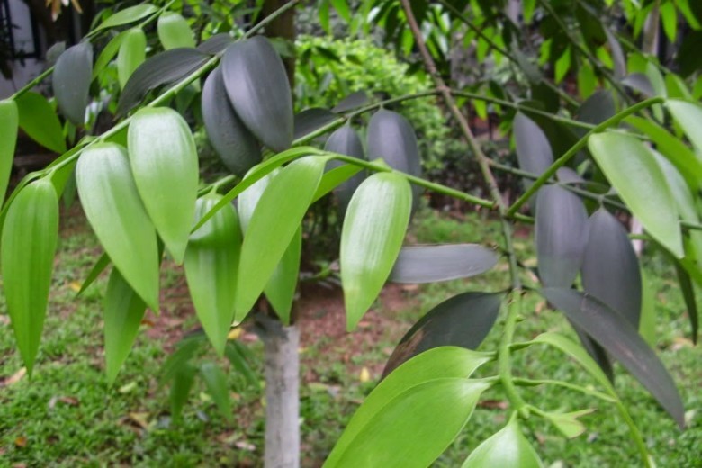 Hình ảnh lá cây Kim giao