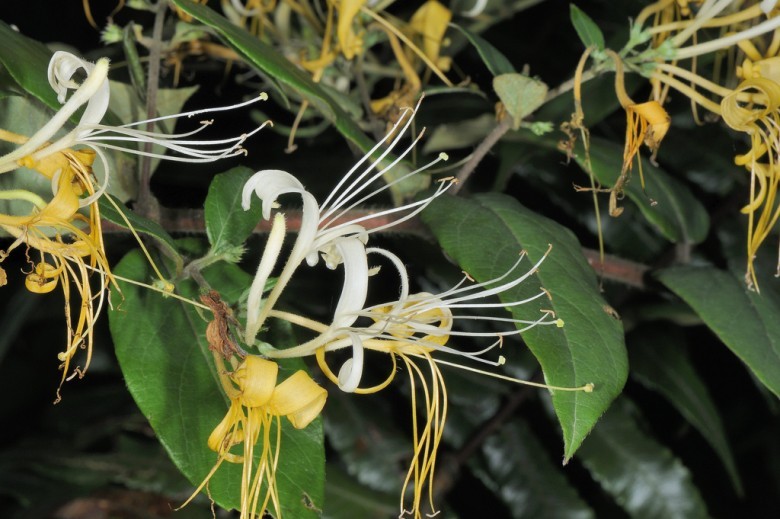 Hình ảnh cây Kim ngân lá mốc