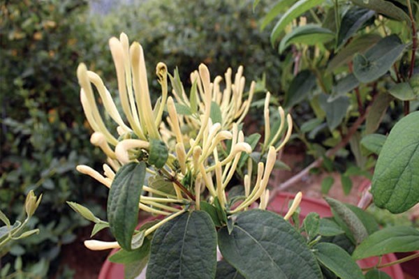 Hình ảnh hoa, cây kim ngân dại