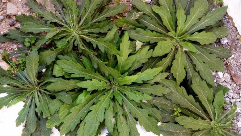 Hình ảnh cây Cỏ tai hùm