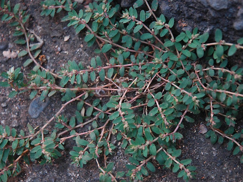 Hình ảnh cây Cỏ sữa lá nhỏ