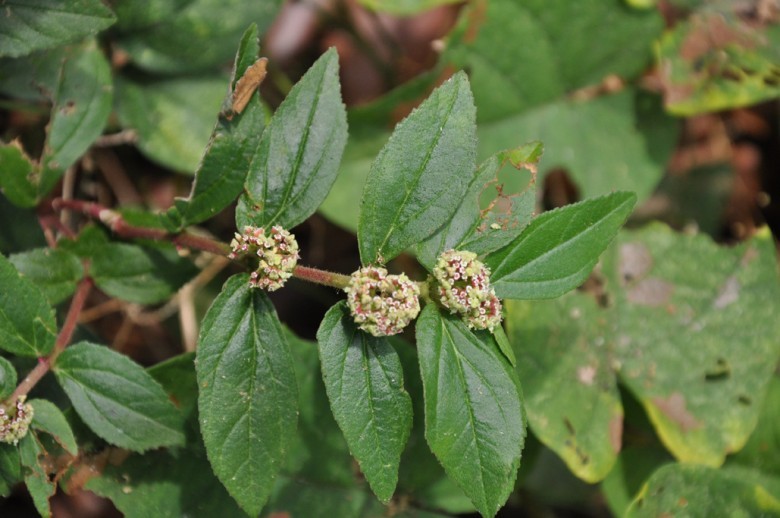 Hình ảnh cây Cỏ sữa lá lớn