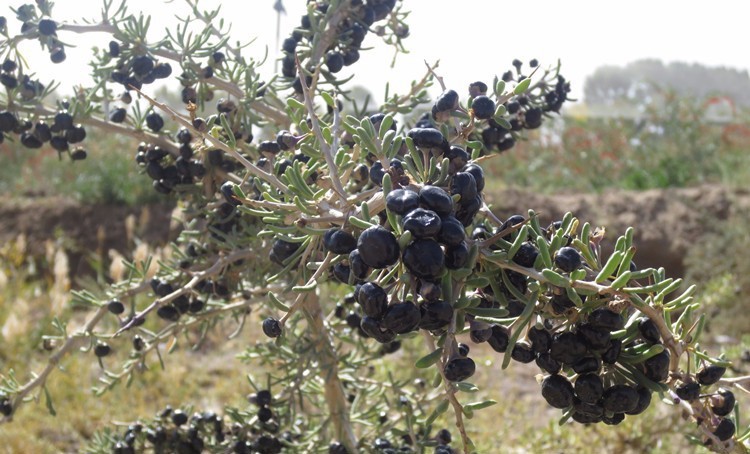 Hình ảnh cây  Câu kỷ quả đen