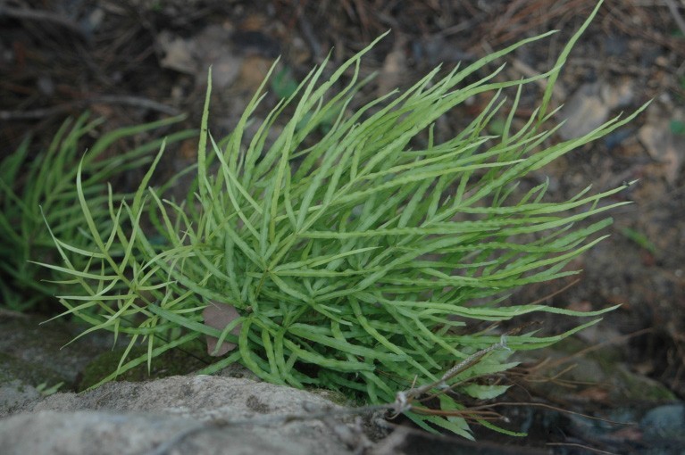 Hình ảnh cây Cỏ seo gà