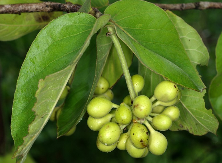 Hình ảnh lá, quả cây Cò sen