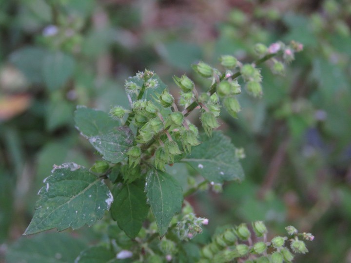 Hình ảnh lá, hoa cây Cây men