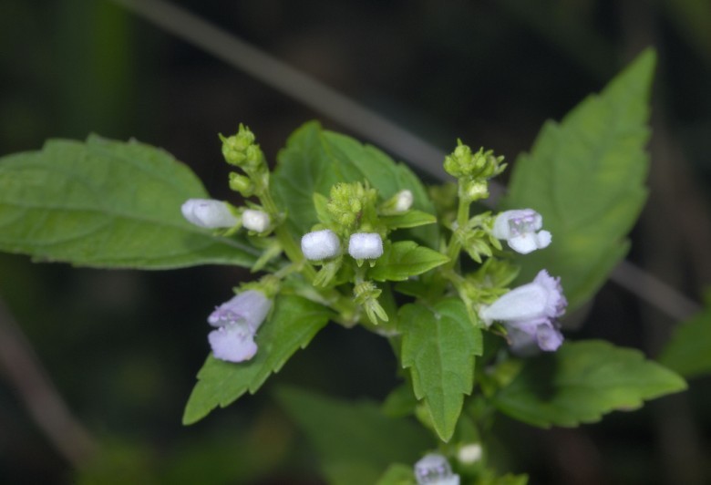 Hình ảnh cây Cây men