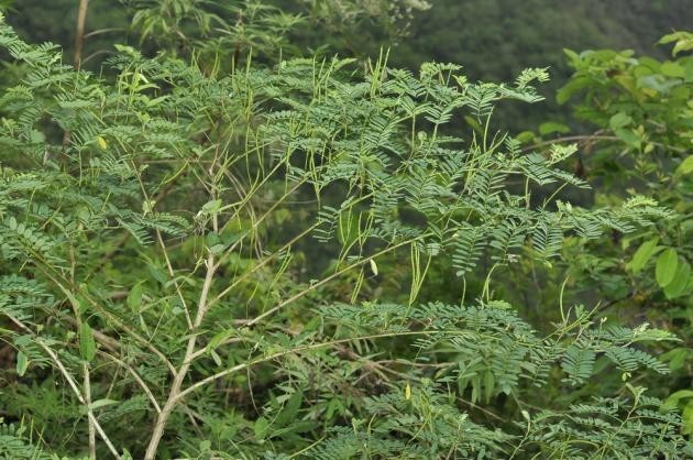 Hình ảnh cây Chàm dại