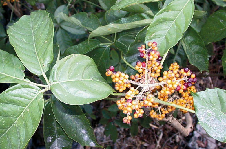 Hình ảnh lá, quả cây Chân chim núi 