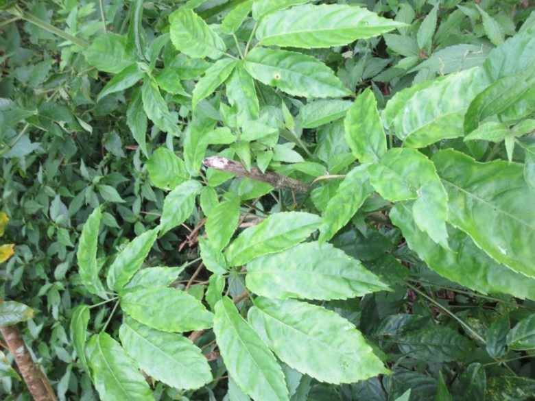 Hình ảnh lá, cây Chân chim núi đá