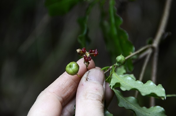 Hình ảnh quả cây Chân danh hoa thưa