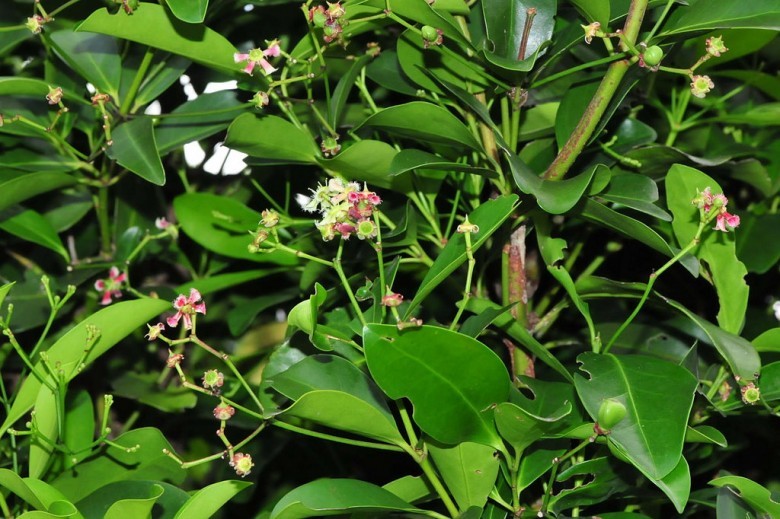 Hình ảnh hoa cây Chân danh nam