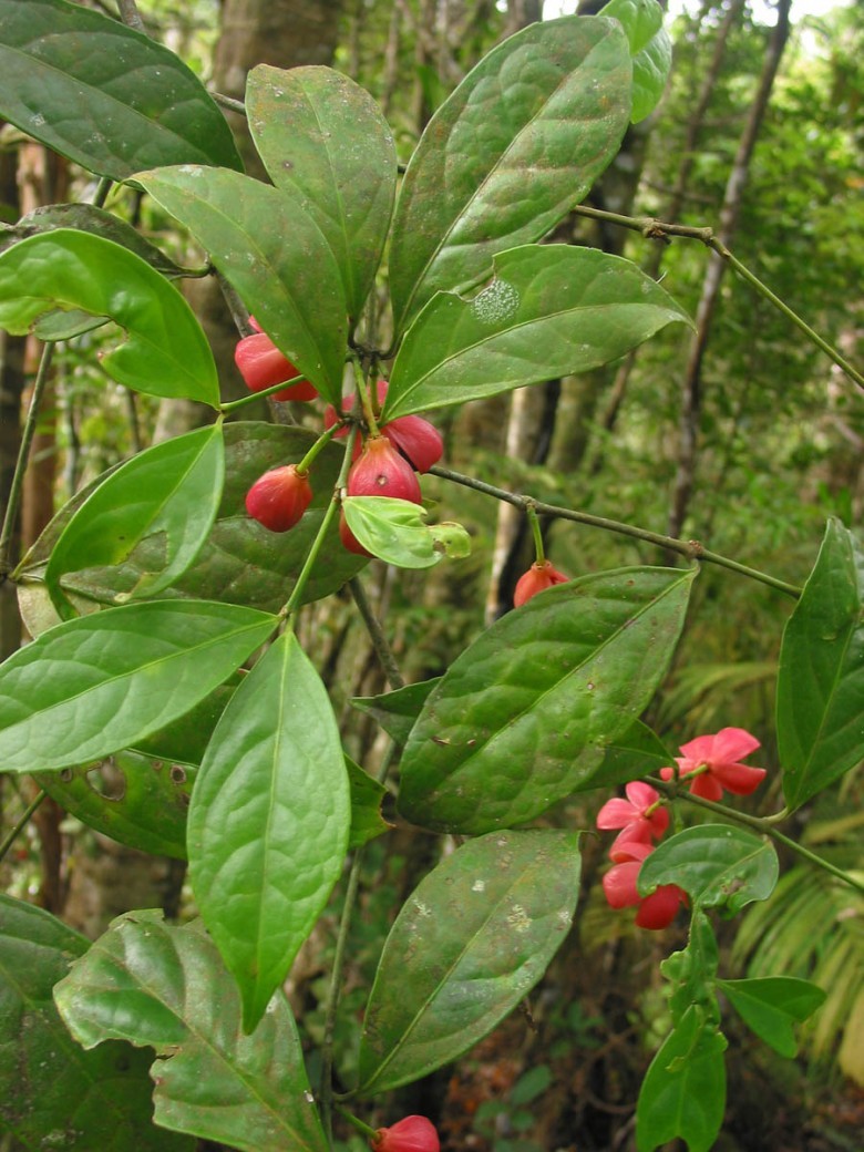 Hình ảnh cây Chân danh Tà lơn