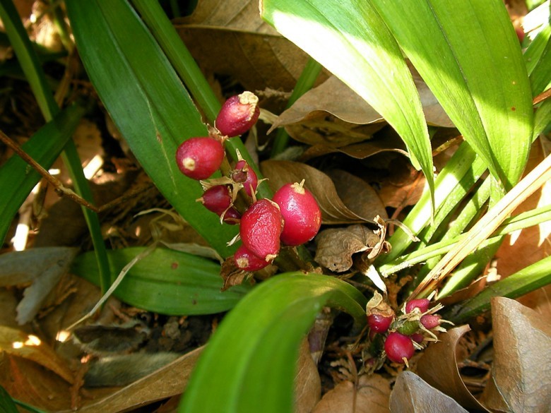Hình ảnh quả cây Cỏ quan âm