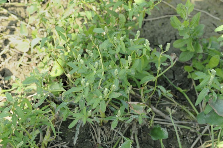 Hình ảnh bụi cây Cỏ phổng