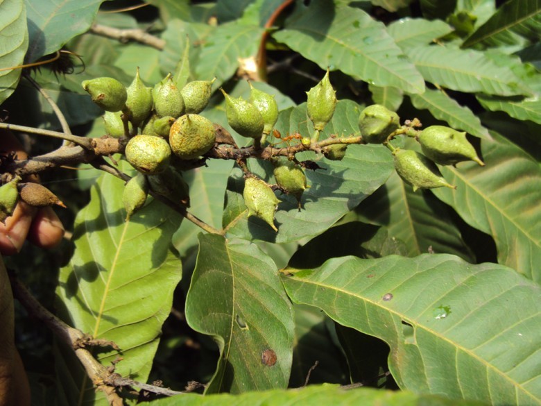 Hình ảnh quả cây Cọ phèn