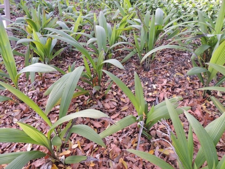 Hình ảnh cây Cồ nốc lá lớn