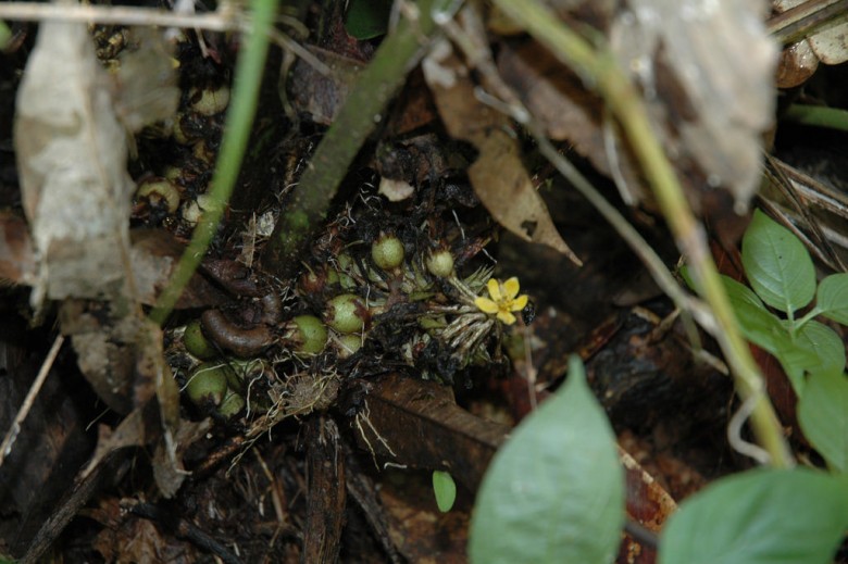 Hình ảnh hoa và quả cây Sâm cau lá lớn