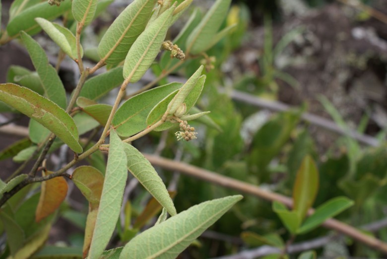 Hình ảnh cây Côn chè