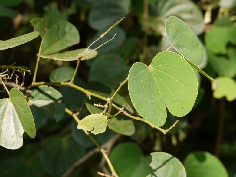 Hình ảnh cây Chân trâu