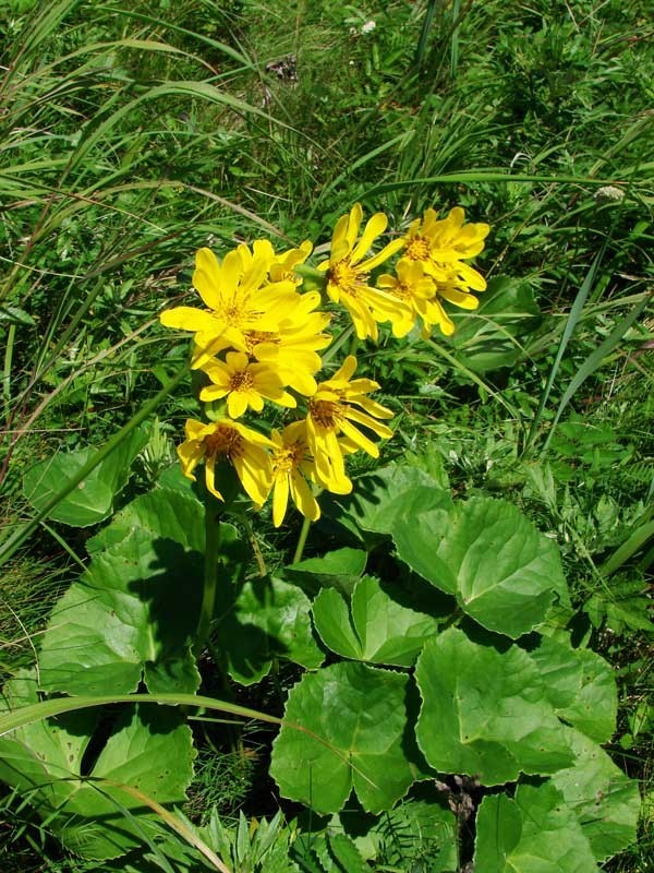 Hình ảnh cây Cỏ móng ngựa