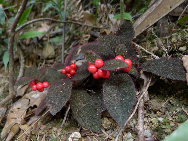 Hình ảnh cây Cơm nguội vòi