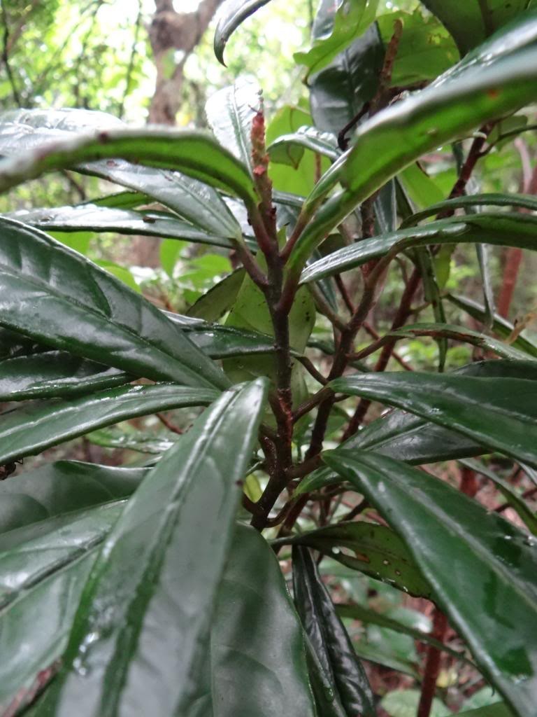 Hình ảnh cây Cơm nguội tuyến