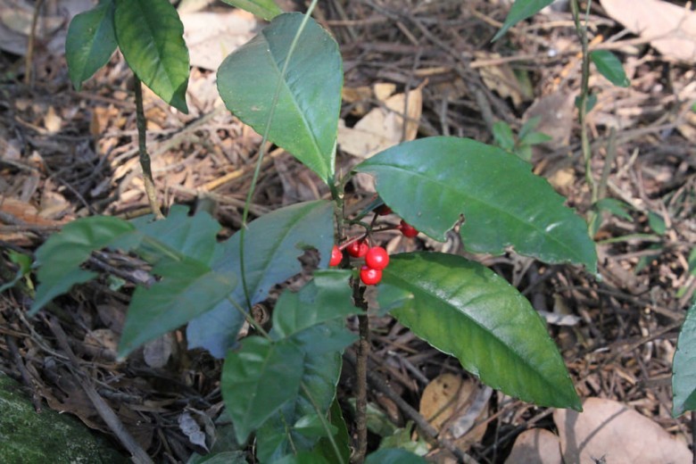 Hình ảnh cây Cơm nguội thân ngắn