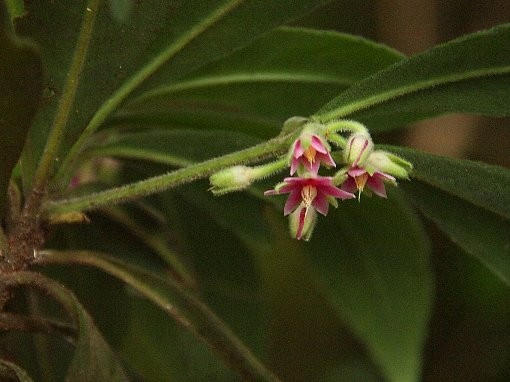 Hình ảnh hoa cây Cơm nguội lông