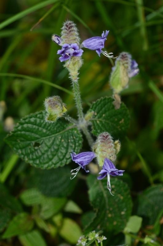 Hình ảnh hoa cây Cơm nếp