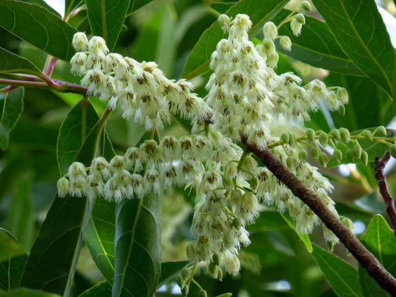 Hình ảnh hoa, cây Côm lá thon