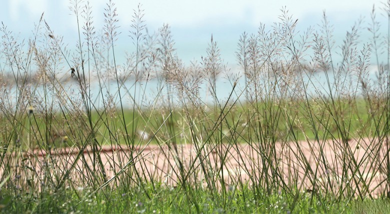 Hình ảnh cây Cỏ may