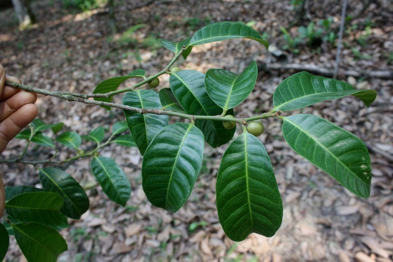 Hình ảnh cây Chay lá bóng