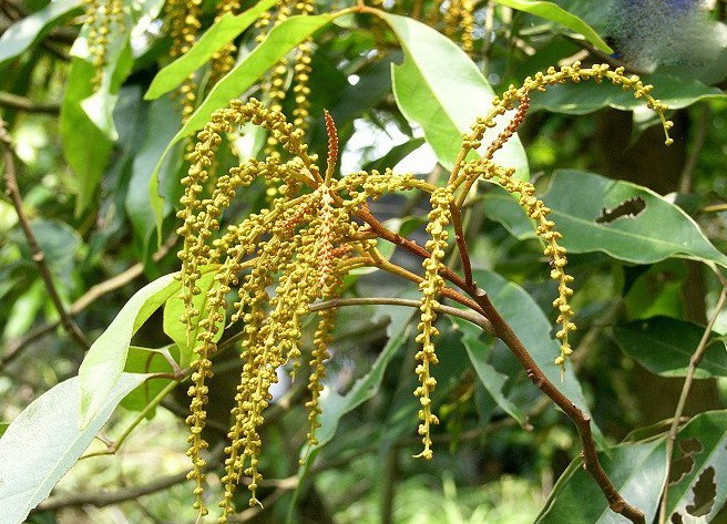 Hình ảnh cây Chẹo