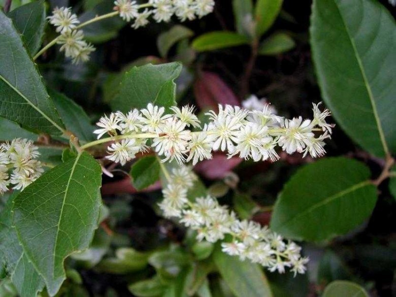 Hình ảnh hoa cây Chè quay