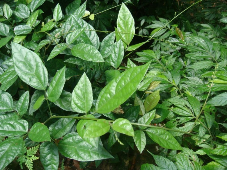 Hình ảnh cây Chè tầng